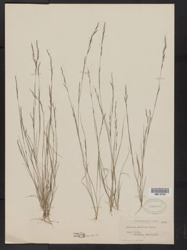 Aristida dichotoma