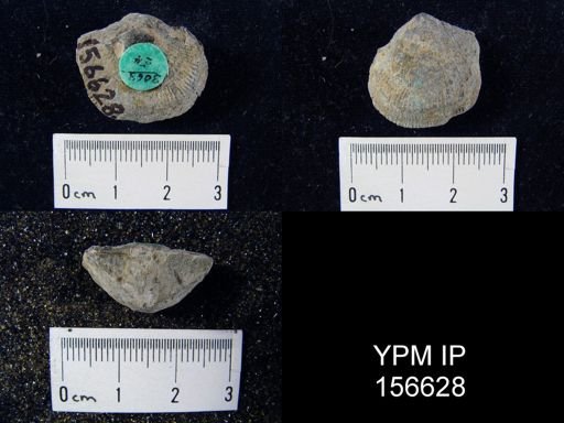 Clitambonites diversus