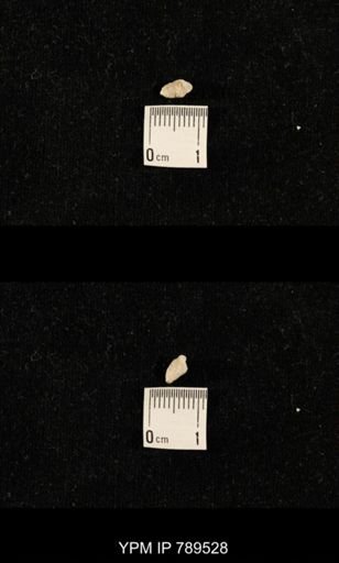 undet. Bryozoa