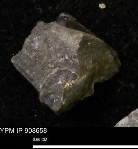 undet. Mollusca
