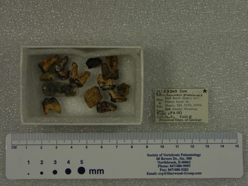 Tetraclaenodon puercensis