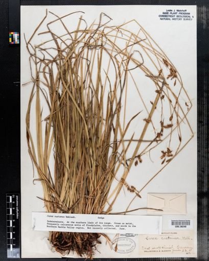 Carex castanea