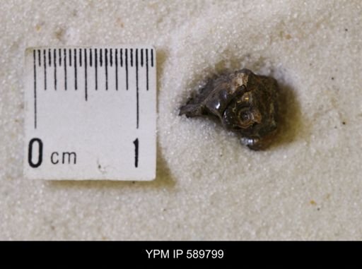 Jeletzkytes nebrascensis