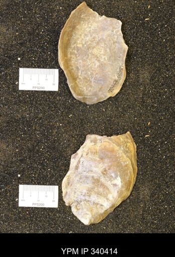 Ostrea glabra