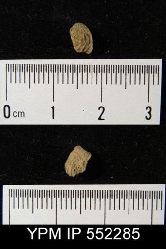 Rhynchonella bidens?
