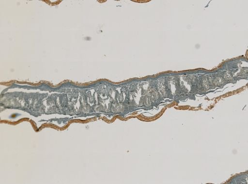 Stylochus ellipticus