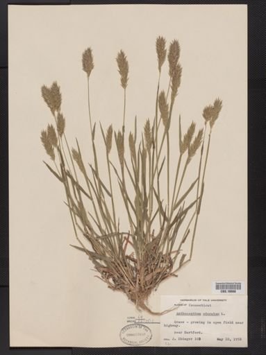 Anthoxanthum odoratum