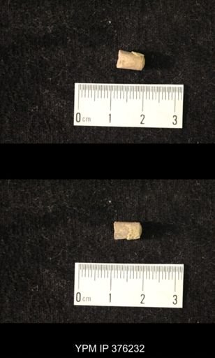 Pseudorthoceras knoxense
