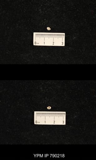 Derbyia sp.