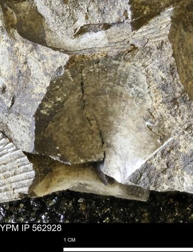 Oxytoma (Hypoxytoma) sp.