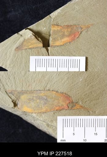Anomalocarididae