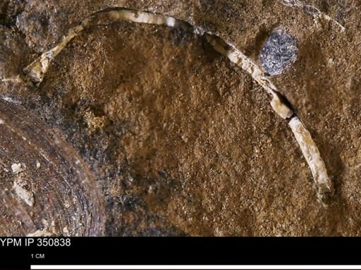 undet. Bivalvia
