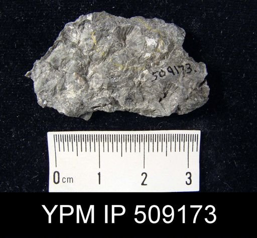 Sowerbyella sp.