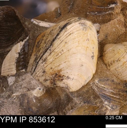 Limopsis striatopunctatus
