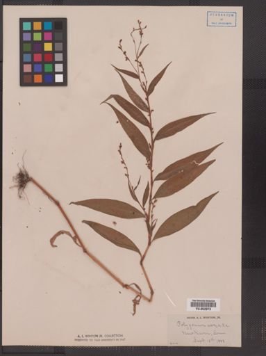 Polygonum punctatum