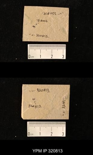 undet. Diptera