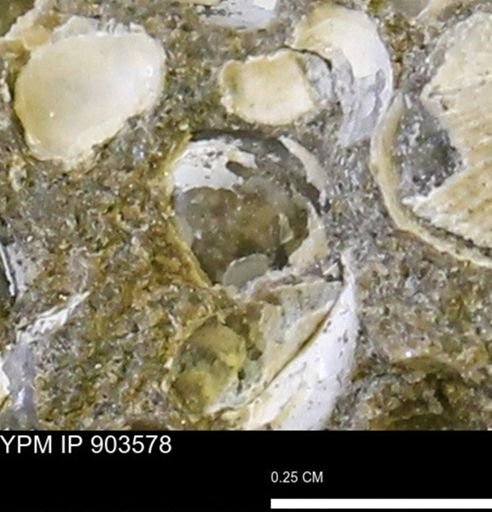Corbulamella?