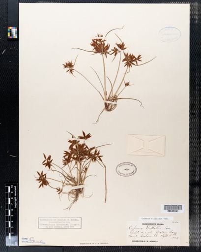 Cyperus filicinus