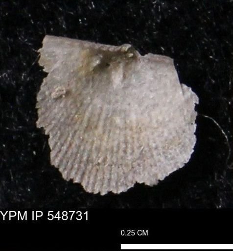 Stropheodonta perplana