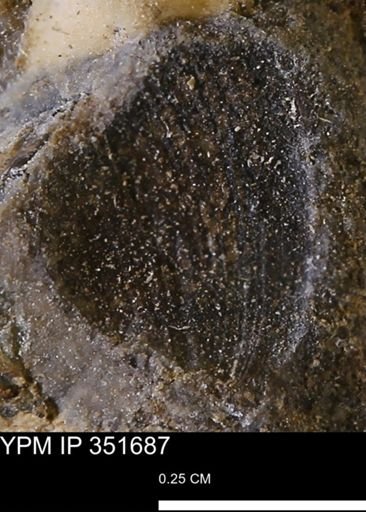 undet. Bivalvia