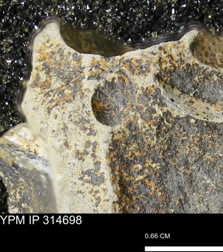 undet. Mollusca