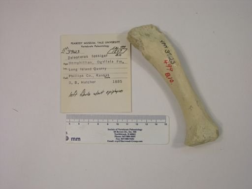 Teleoceras fossiger