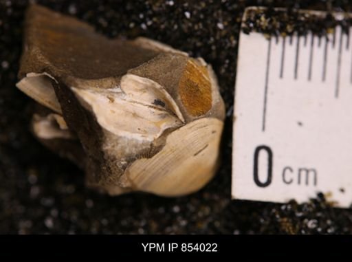 Limopsis striatopunctatus