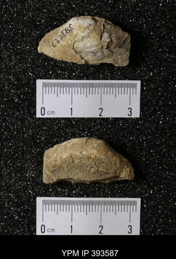 Ostrea glabra