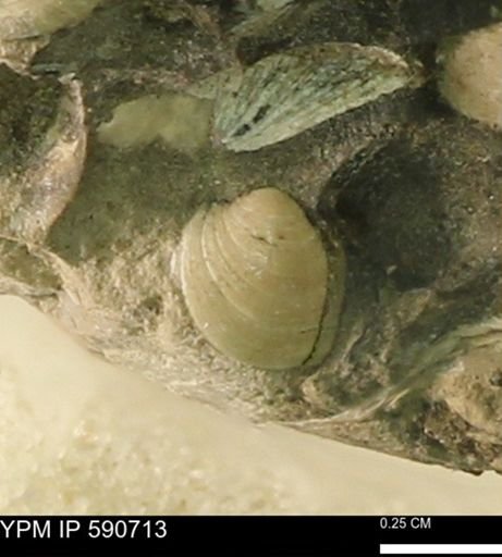 Protocardia?