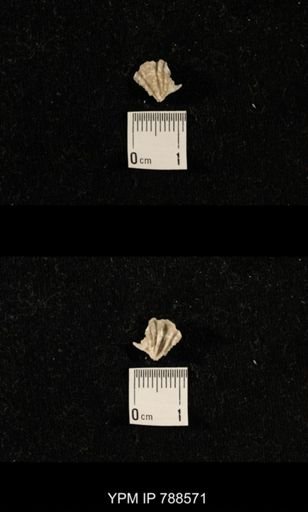 undet. Brachiopoda