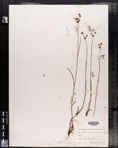 Juncus marginatus