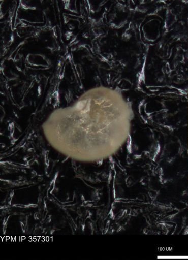 undet. Foraminiferida