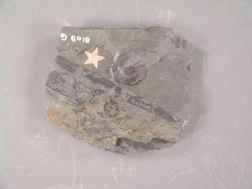 Carpolithes fragarioides