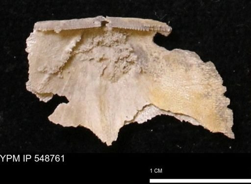 Stropheodonta perplana