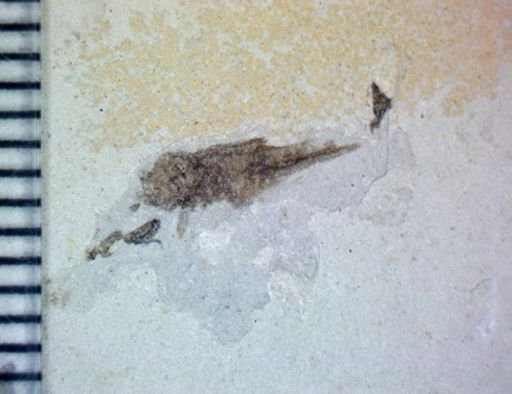 undet. Hexapoda