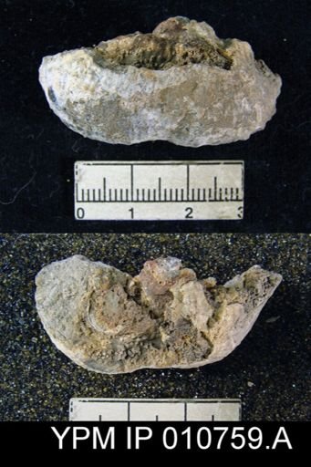 Productus schucherti