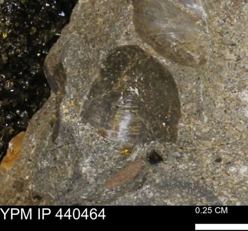Protocardia subquadrata