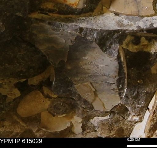 Inoceramus?