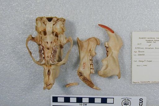 Erethizon dorsatum epixanthum