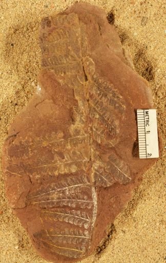 Pecopteris