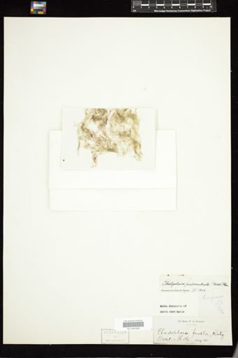 Cladophora pulverulenta