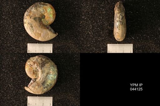 Hoploscaphites nicolletii