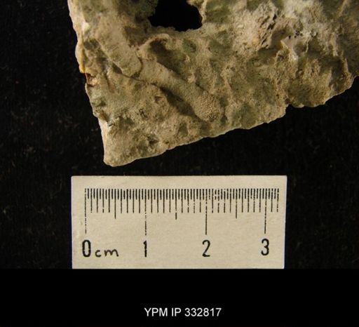 undet. Bryozoa