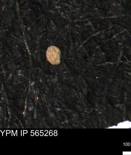 undet. Foraminiferida