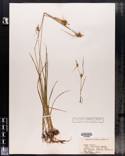 Carex flava