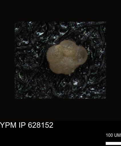 undet. Foraminiferida