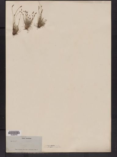 Plantae