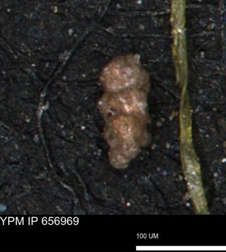 Verneuilinoides hectori