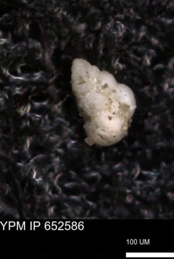 undet. Foraminiferida