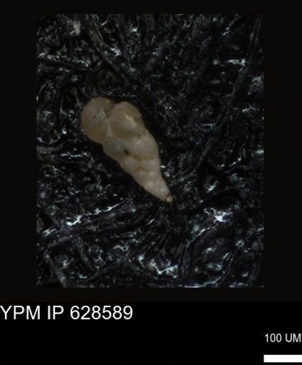 undet. Foraminiferida